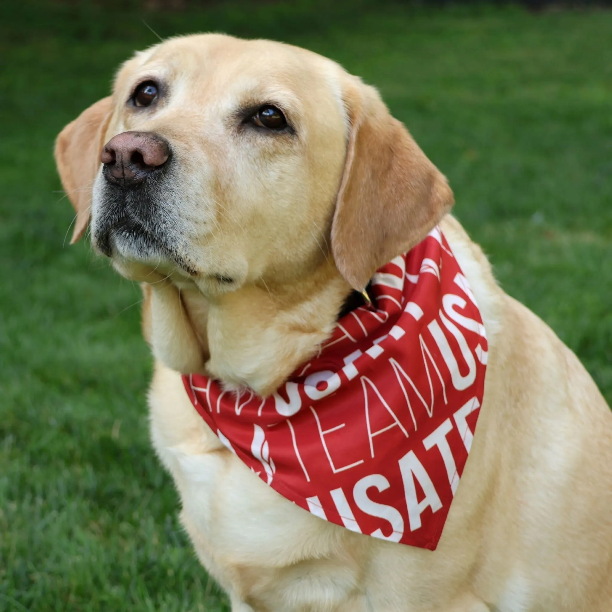 USATF Team USATF Dog Bandana